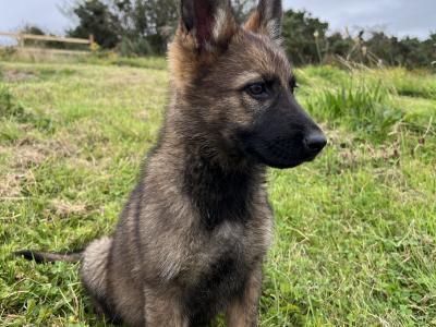 German Shepherd puppies, Straight Back, in Mayo