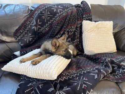 German Shepherd puppies, Straight Back, in Mayo