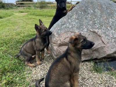German Shepherd puppies, Straight Back, in Mayo
