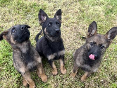 German Shepherd puppies, Straight Back, in Mayo