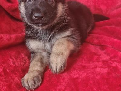 German Shepherd puppies in Clare