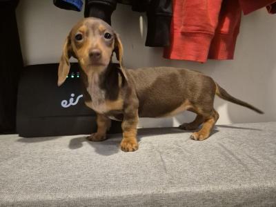 Miniature Dachshund puppies in Mayo