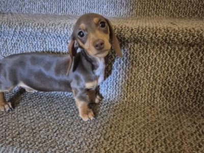 Miniature Dachshund puppies in Mayo