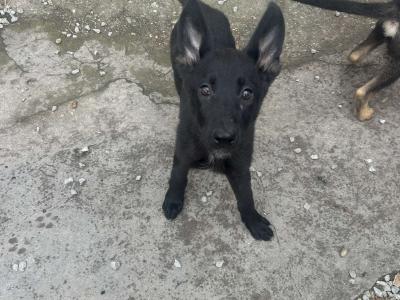 German Shepherd puppies in Waterford
