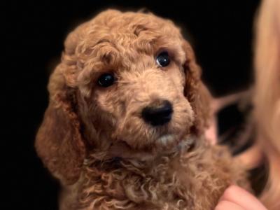 Standard Poodle puppies IKC Registered Champ lines ready!