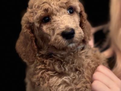 Standard Red Poodles  Red IKC (pending Champ lines ready!