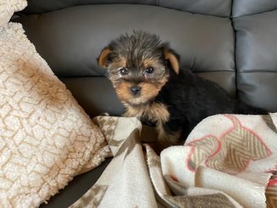 Miniature Yorkshire Terrier puppies in Limerick