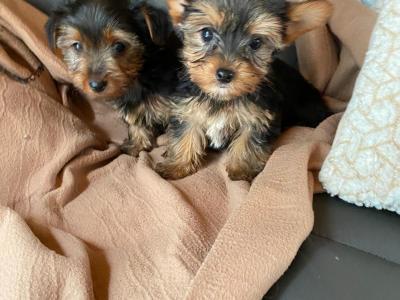 Miniature Yorkshire Terrier puppies in Limerick