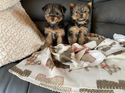 Miniature Yorkshire Terrier puppies in Limerick