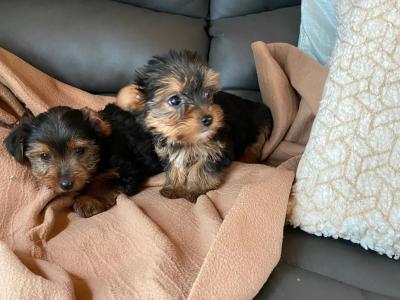 Miniature Yorkshire Terrier puppies in Limerick