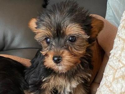 Miniature Yorkshire Terrier puppies in Limerick