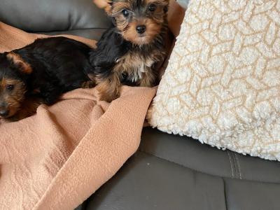 Miniature Yorkshire Terrier puppies in Limerick