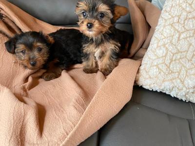 Miniature Yorkshire Terrier puppies in Limerick