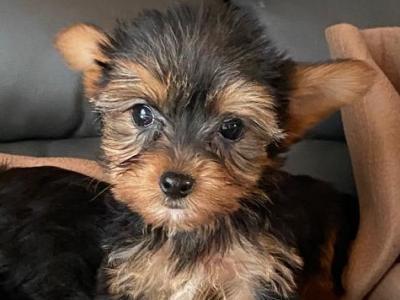 Miniature Yorkshire Terrier puppies in Limerick