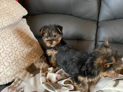 Miniature Yorkshire Terrier puppies in Limerick