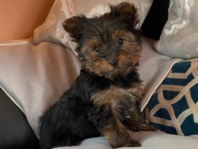 Miniature Yorkshire Terrier puppies in Limerick