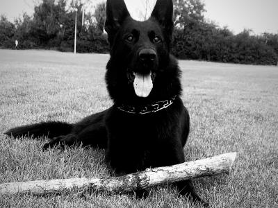 Caesar the German Shepherd