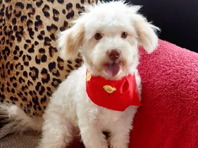 Stunning Bichon Frise x Cavachon puppy in Meath