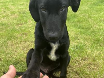 Trained Borador (Border Collie x Labrador) puppies for sale in Sligo