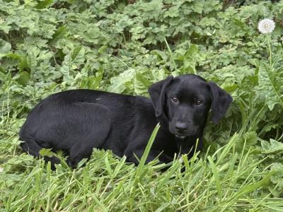 Trained Borador (Border Collie x Labrador) puppies for sale in Sligo