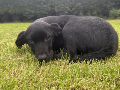 Trained Borador (Border Collie x Labrador) puppies for sale in Sligo