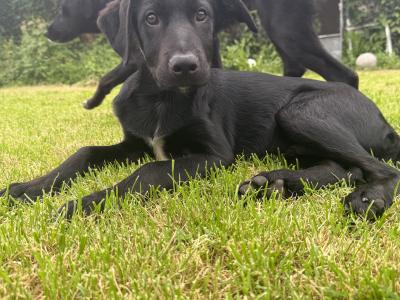 Trained Borador (Border Collie x Labrador) puppies for sale in Sligo