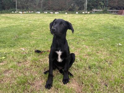 Trained Borador (Border Collie x Labrador) puppies for sale in Sligo