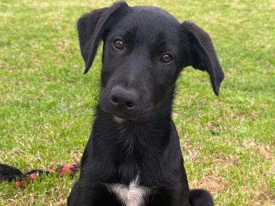 Trained Borador (Border Collie x Labrador) puppies for sale in Sligo
