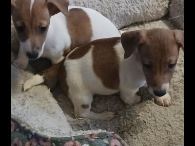 Miniature Jack Russell puppies in Laois
