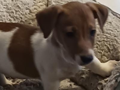 Miniature Jack Russell puppies in Laois