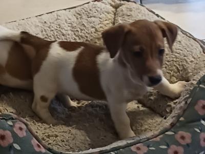 Miniature Jack Russell puppies in Laois