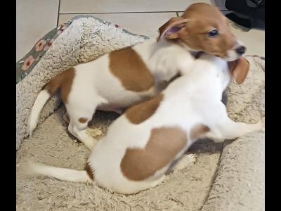 Miniature Jack Russell puppies in Laois