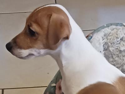 Miniature Jack Russell puppies in Laois