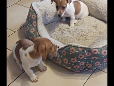 Miniature Jack Russell puppies in Laois