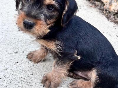 Male Yorkshire Terrier Cross pup for sale in Wexford