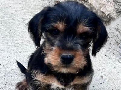 Male Yorkshire Terrier Cross pup for sale in Wexford