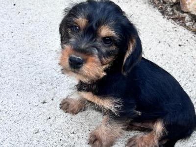 Male Yorkshire Terrier Cross pup for sale in Wexford