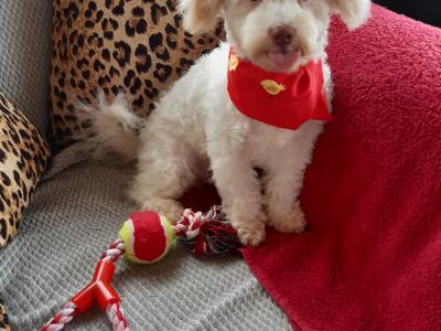 Stunning Bichon Frise x Cavachon puppy in Meath