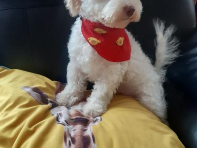 Stunning Bichon Frise x Cavachon puppy in Meath