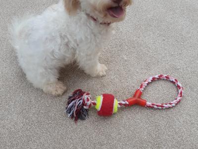 Stunning Bichon Frise x Cavachon puppy in Meath