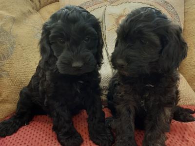 Cockapoo puppies in Wexford