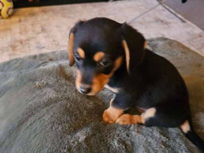 Male Dachshund x Bichon Frise puppy in Wexford