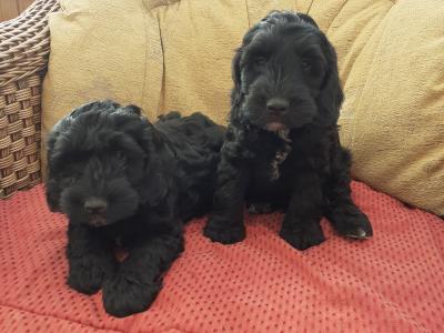 Cockapoo puppies in Wexford