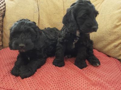 Cockapoo puppies in Wexford