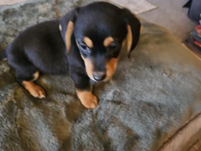 Male Dachshund x Bichon Frise puppy in Wexford