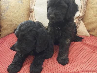 Cockapoo puppies in Wexford