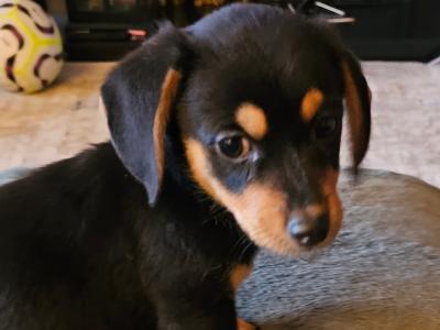 Male Dachshund x Bichon Frise puppy in Wexford
