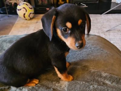 Male Dachshund x Bichon Frise puppy in Wexford