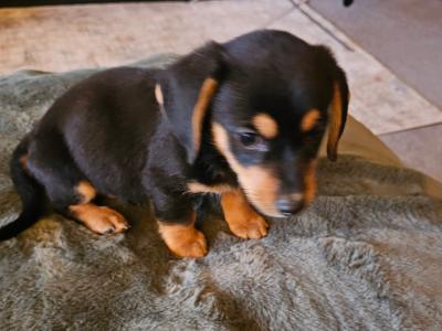 Male Dachshund x Bichon Frise puppy in Wexford