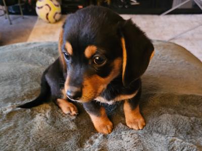 Male Dachshund x Bichon Frise puppy in Wexford